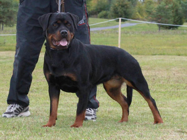 Borra von Konigliche