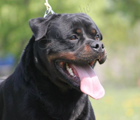 Dexter von Konigliche