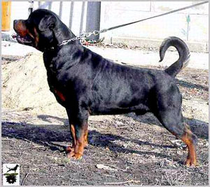 Ramzes Crni Lotos